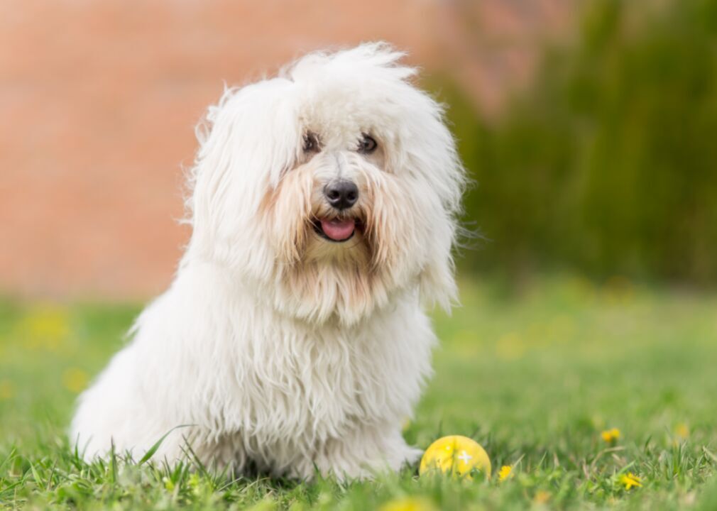#83. Coton de tulear